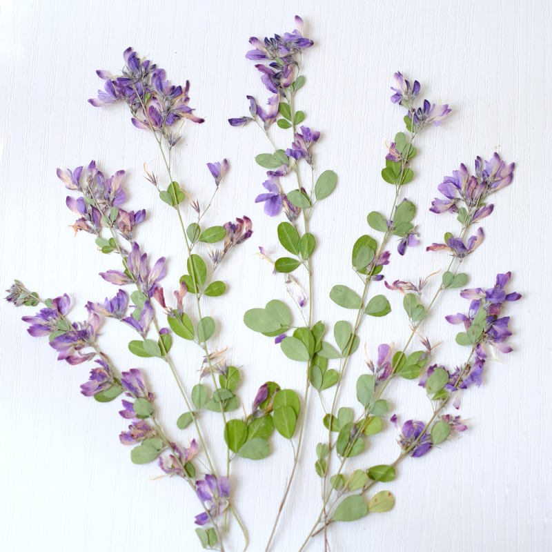 Resin Art Baby - 6 piezas, Flores Secas y Prensadas