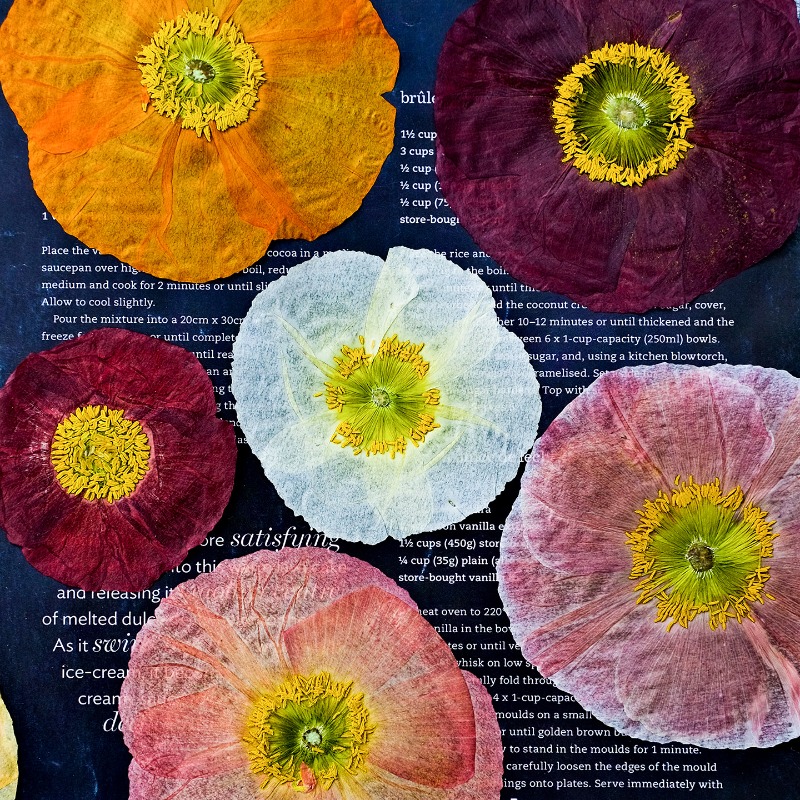 Resin Art Baby - 1 unidad, Flores Secas Prensadas de