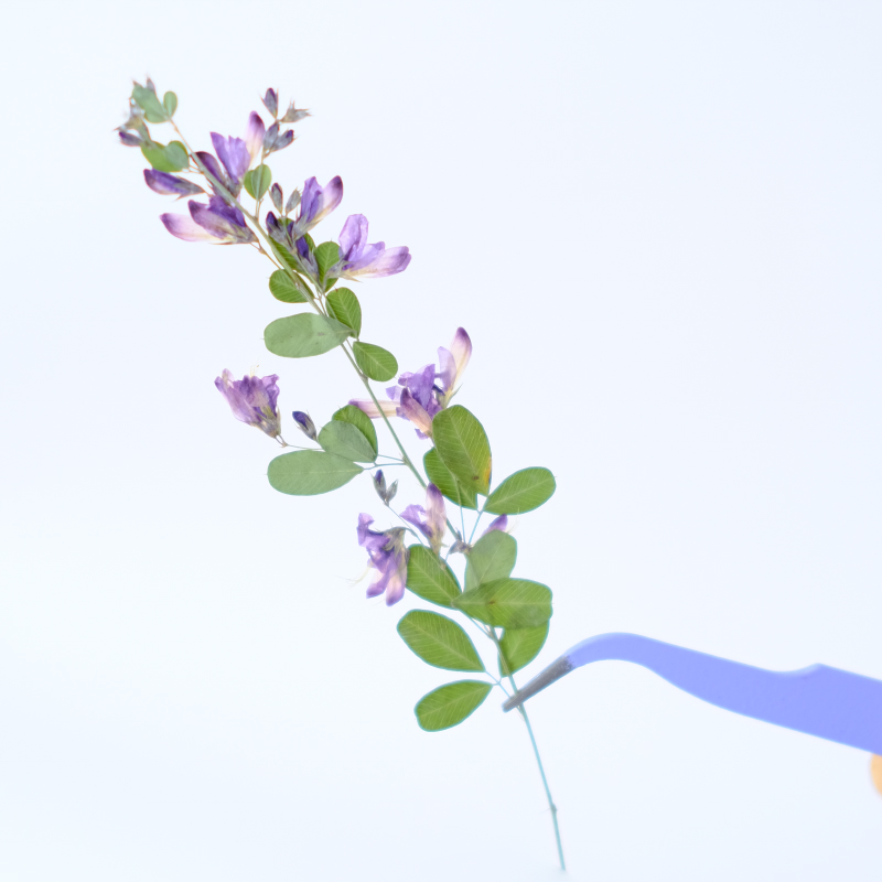 6 piezas, Flores Secas y Prens - Resin Art Baby reseña y precio