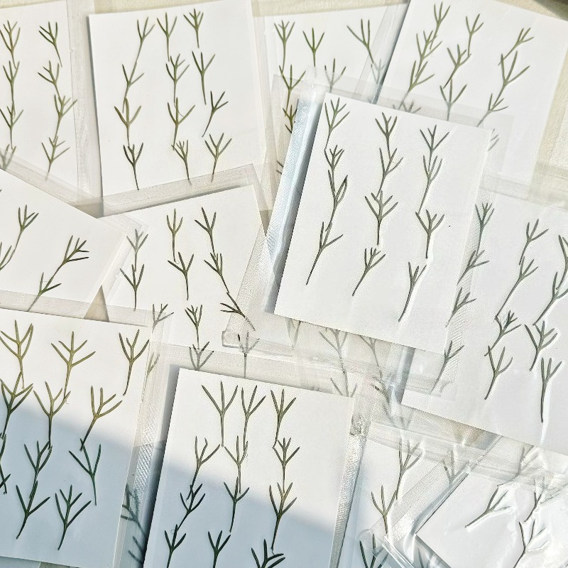 24 piezas, Hojas de Achillea P - Resin Art Baby reseña y precio