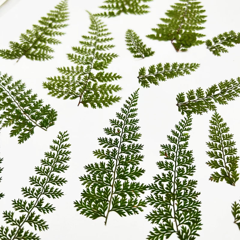 100 Piezas de Hojas de Helecho - Resin Art Baby reseña y precio